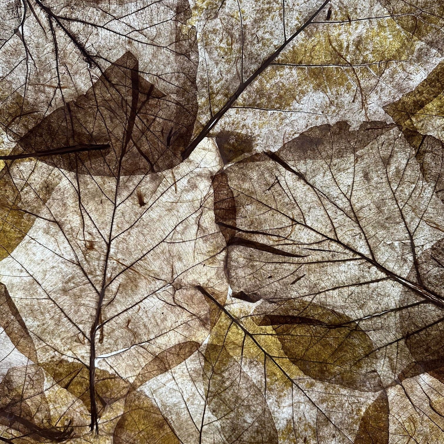 Handmade Teak Leaf Kozo Paper - Image 7